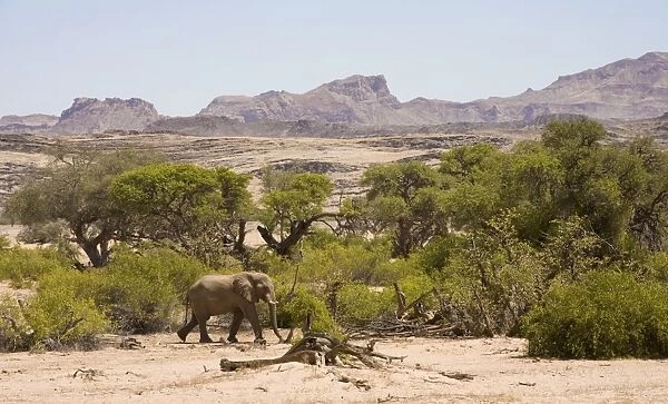 African Elephant - lone bull walking through a dry river bed - Mountains and river vegetation visible - Abahuab River - Damaraland - Western Namibia - Africa