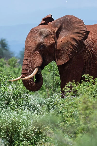 African elephant, Loxodonta africana, Tsavo, Kenya. Date: 19-04-2017