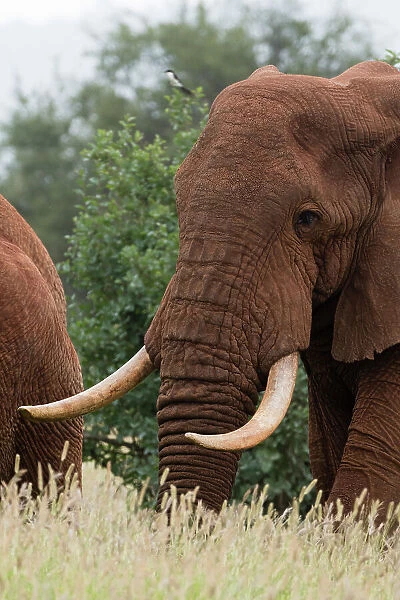 African elephant, Loxodonta africana, Tsavo, Kenya. Date: 14-12-2017