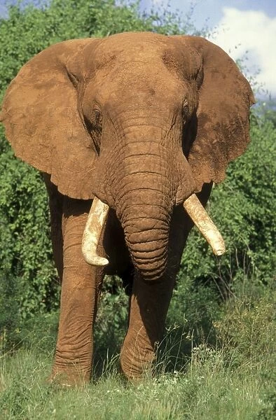 African Elephant - male Samburu National Park, Kenya, Africa