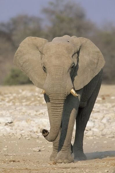 African Elephant - Male walking - Etosha National Park - Namibia MA000505
