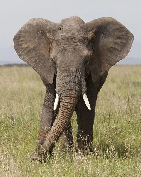 African Elephant - Masai Mara Game Reserve - Kenya