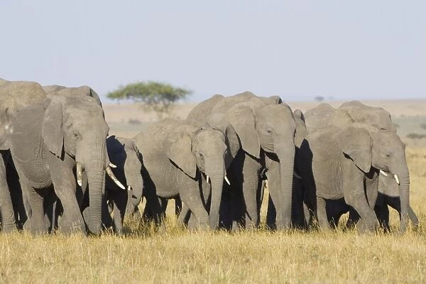 African Elephant - Masai Mara Triangle - Kenya