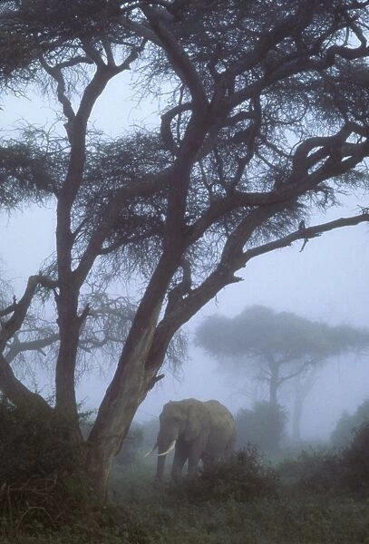 African Elephant. Misty dawn - Africa