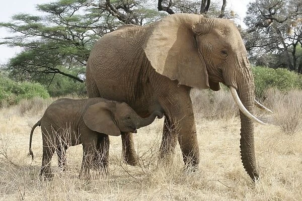 African Elephant - mother and baby. Kenya - Africa