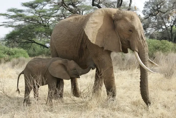 Framed Print : African Elephant - mother and baby. Kenya - Africa Framed Print : African Elephant - mother and baby. Kenya - Africa