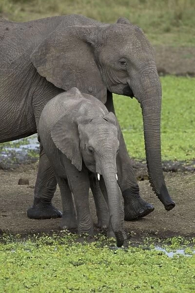 African Elephant - mother and calf drinking at waterhole - Masai Mara Reserve - Kenya