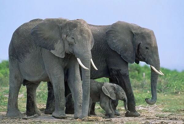 African Elephant - mother with new born (2 hrs old) Amboseli National Park, Kenya, Africa
