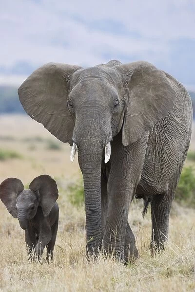 African Elephant - mother and young calf (less than3 weeks old) - Masai Mara Conservancy - Kenya