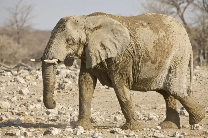 Framed Print : African Elephant After a mud and dust bath Etosha National Park, Namibia, Africa