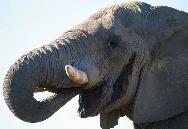 African Elephant - in musth Etosha National Park, Namibia