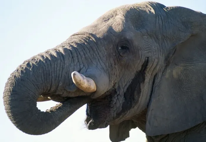 Framed Print : African Elephant - in musth Etosha National Park, Namibia Framed Print : African Elephant - in musth Etosha National Park, Namibia