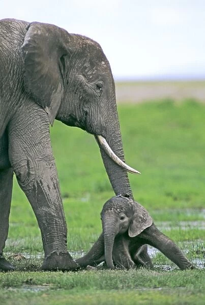 African Elephant - with newborn calf - Amboseli National Park - Kenya JFL16410