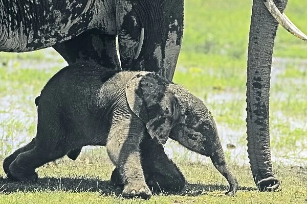 African Elephant - with newborn calf - Amboseli National Park - Kenya JFL16393