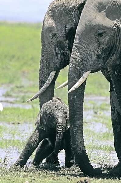 African Elephant - with newborn calf - Amboseli National Park - Kenya JFL16389