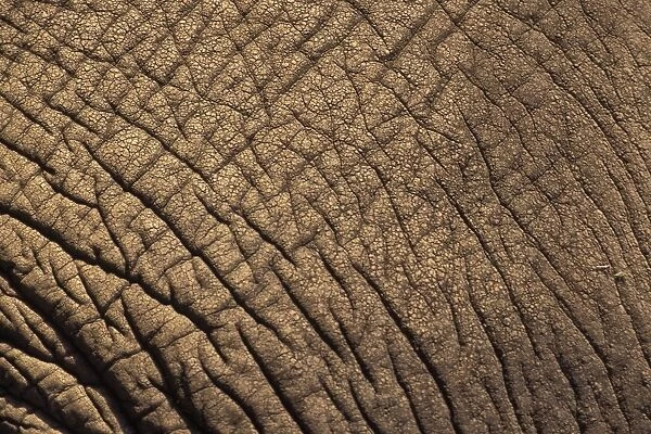 African Elephant - Ngorongoro Conservation Area - Tanzania