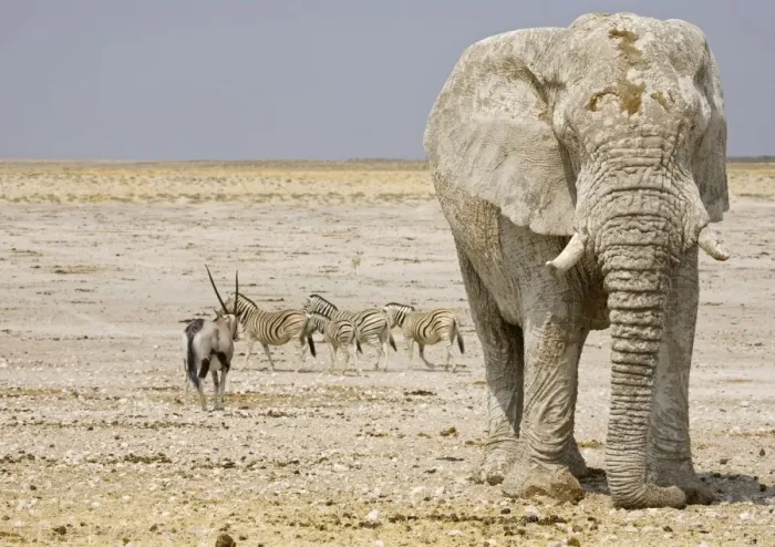 Framed Print : African Elephant - with Oryx and Zebra in the background - Etosha National Park - Namibia - Africa Framed Print : African Elephant - with Oryx and Zebra in the background - Etosha National Park - Namibia - Africa