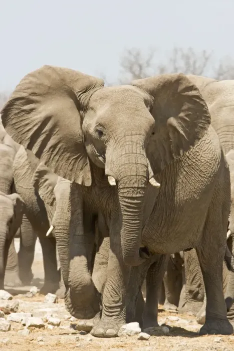 Framed Print : African Elephant Portrait of an advancing adult Goas, Etosha National Park, Namibia, Africa Framed Print : African Elephant Portrait of an advancing adult Goas, Etosha National Park, Namibia, Africa