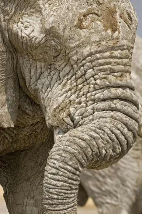 Framed Print : African Elephant - Portrait close up of trunk and eyes - Etosha National Park - Namibia - Africa Framed Print : African Elephant - Portrait close up of trunk and eyes - Etosha National Park - Namibia - Africa