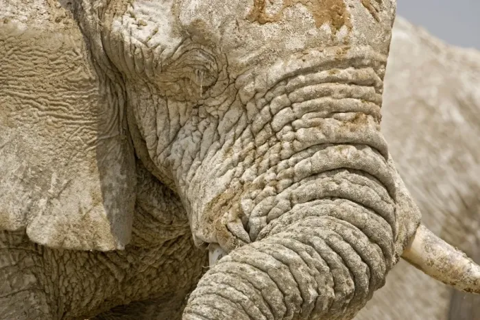 Framed Print : African Elephant - Portrait close up of trunk and eyes - Etosha National Park - Namibia - Africa Framed Print : African Elephant - Portrait close up of trunk and eyes - Etosha National Park - Namibia - Africa