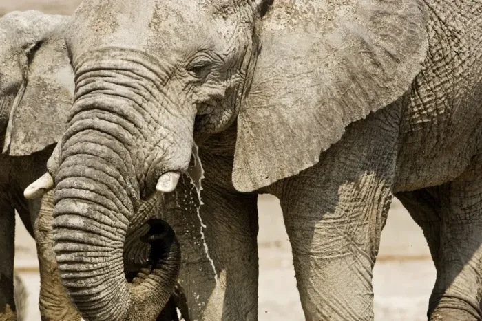Framed Print : African Elephant - Portrait while drinking - head and shoulder - Etosha National Park - Namibia - Africa Framed Print : African Elephant - Portrait while drinking - head and shoulder - Etosha National Park - Namibia - Africa
