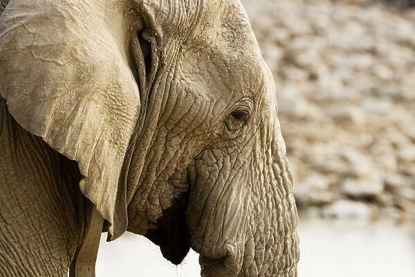 African Elephant - Portrait - Etosha National Park - Namibia - Africa