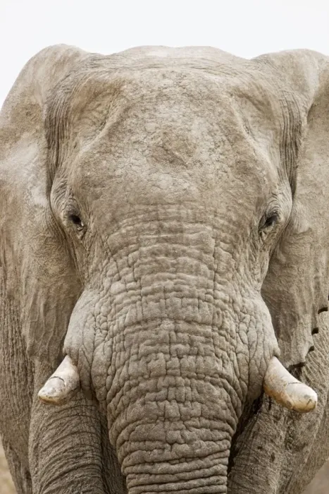 Framed Print : African Elephant - Portrait - Etosha National Park - Namibia - Africa