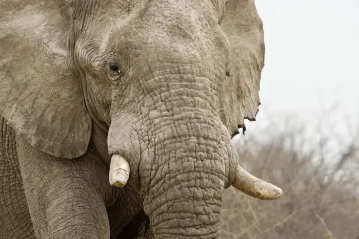 Framed Print : African Elephant - Portrait - Etosha National Park - Namibia - Africa Framed Print : African Elephant - Portrait - Etosha National Park - Namibia - Africa