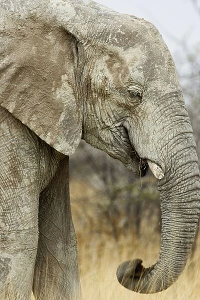 African Elephant - Portrait while feeding - Etosha National Park - Namibia - Africa