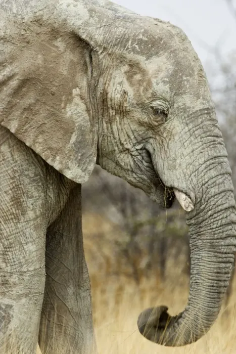 Framed Print : African Elephant - Portrait while feeding - Etosha National Park - Namibia - Africa Framed Print : African Elephant - Portrait while feeding - Etosha National Park - Namibia - Africa