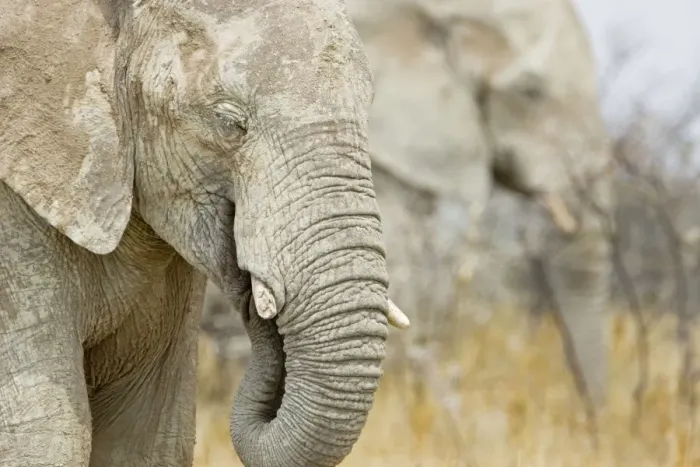 Framed Print : African Elephant - Portrait while feeding - Etosha National Park - Namibia - Africa Framed Print : African Elephant - Portrait while feeding - Etosha National Park - Namibia - Africa