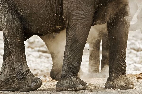 African Elephant - Portrait of legs in the dust - Etosha National Park - Namibia - Africa