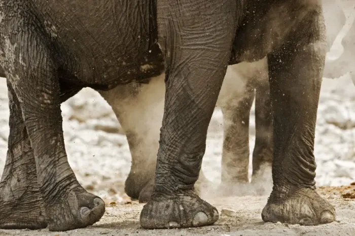 Framed Print : African Elephant - Portrait of legs in the dust - Etosha National Park - Namibia - Africa Framed Print : African Elephant - Portrait of legs in the dust - Etosha National Park - Namibia - Africa
