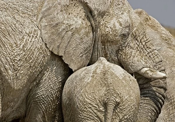 African Elephant - Portrait of a mother and young at rest - Etosha National Park - Namibia - Africa