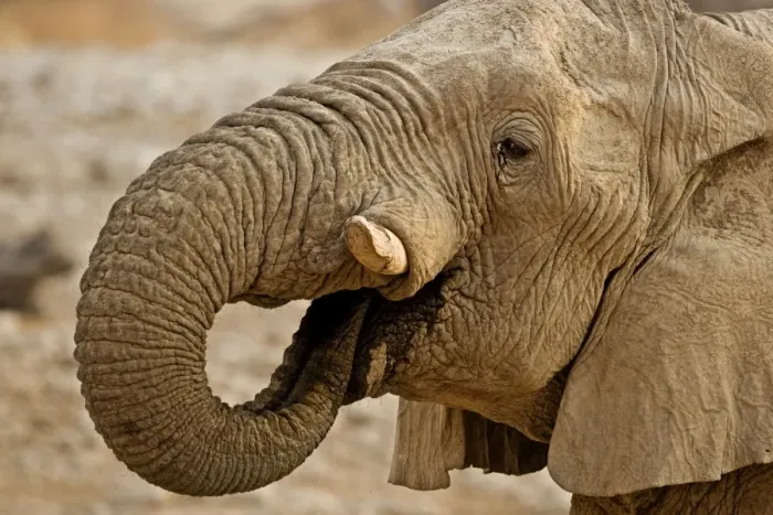 Framed Print : African Elephant - Portrait whilst drinking - Etosha National Park - Namibia - Africa Framed Print : African Elephant - Portrait whilst drinking - Etosha National Park - Namibia - Africa
