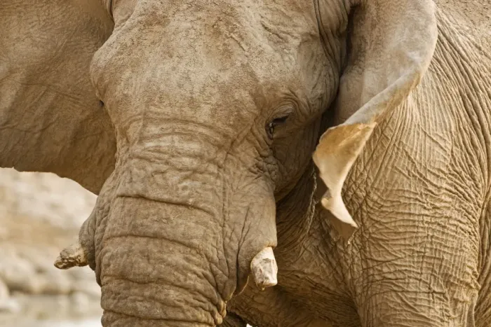 Framed Print : African Elephant - Side Profile Portrait - Etosha National Park - Namibia - Africa Framed Print : African Elephant - Side Profile Portrait - Etosha National Park - Namibia - Africa