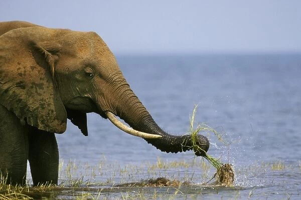 African Elephant. Pulling up grass, once it pulls it up the elephant swishes the plant through the water to clean off the mud from around the roots before eating. Lake Kariba, Matusadona National Park, Zimbabwe. 3ME310