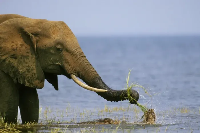 Framed Print : African Elephant. Pulling up grass, once it pulls it up the elephant swishes the plant through the water to clean off the mud from around the roots before eating. Lake Kariba, Matusadona National Park, Zimbabwe. 3ME310 Framed Print : African Elephant. Pulling up grass, once it pulls it up the elephant swishes the plant through the water to clean off the mud from around the roots before eating. Lake Kariba, Matusadona National Park, Zimbabwe. 3ME310