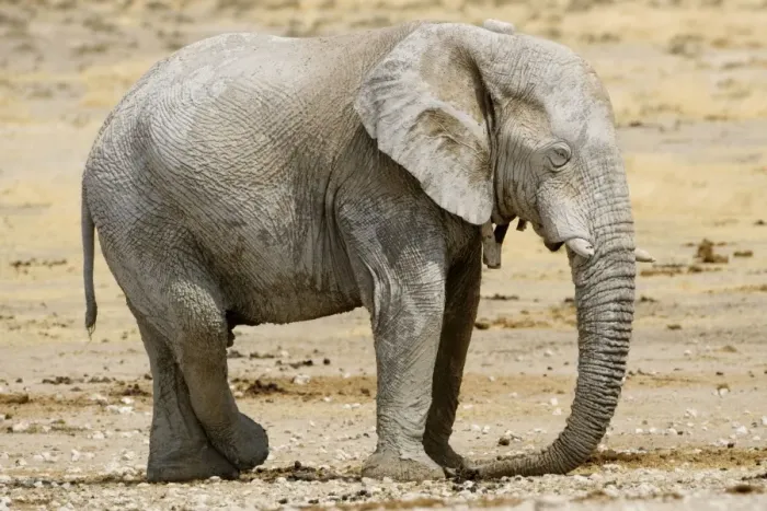 Framed Print : African Elephant - at rest with a tracking collar around its neck - Etosha National Park - Namibia - Africa