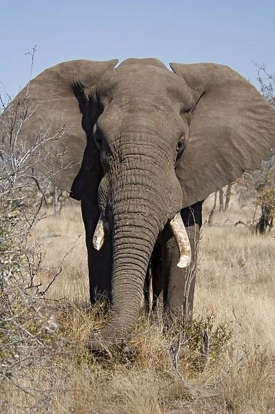 African Elephant - selecting vegetation to eat. Letaba, Kruger National Park, South Africa