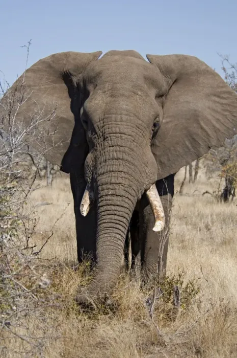Framed Print : African Elephant - selecting vegetation to eat. Letaba, Kruger National Park, South Africa Framed Print : African Elephant - selecting vegetation to eat. Letaba, Kruger National Park, South Africa