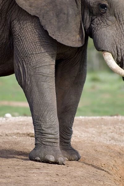 African Elephant showing front feet and 'nails'. Addo Elephant National Park, Eastern Cape, South Africa