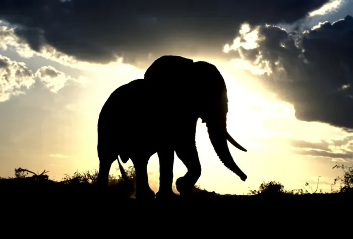 Framed Print : African Elephant - silhouetted against sunset. Africa Framed Print : African Elephant - silhouetted against sunset. Africa