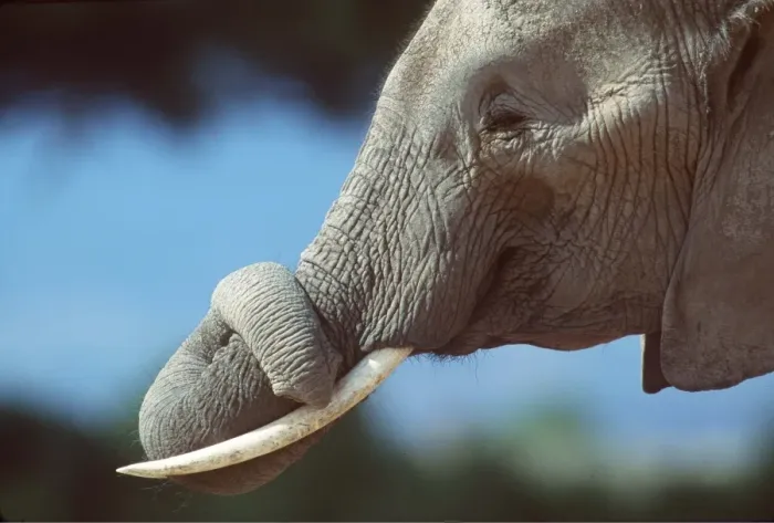 Framed Print : AFRICAN ELEPHANT - single, close-up of trunk