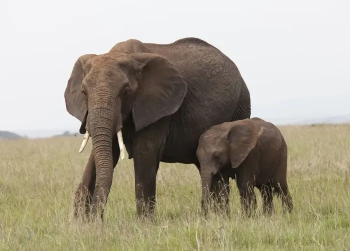 Framed Print : African Elephant - single cow with young calf - Masai Mara Game Reserve - Kenya Framed Print : African Elephant - single cow with young calf - Masai Mara Game Reserve - Kenya