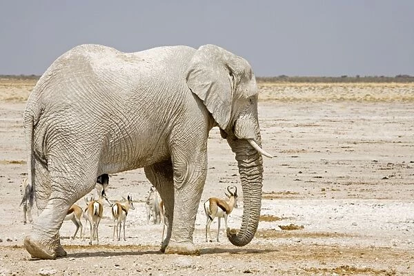 African Elephant - with Springbok in background - Etosha National Park - Namibia - Africa