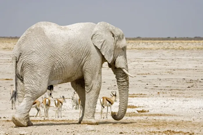 Framed Print : African Elephant - with Springbok in background - Etosha National Park - Namibia - Africa Framed Print : African Elephant - with Springbok in background - Etosha National Park - Namibia - Africa