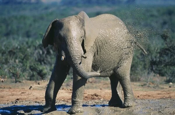 African Elephant - squirting mud Addo National Park, South Africa