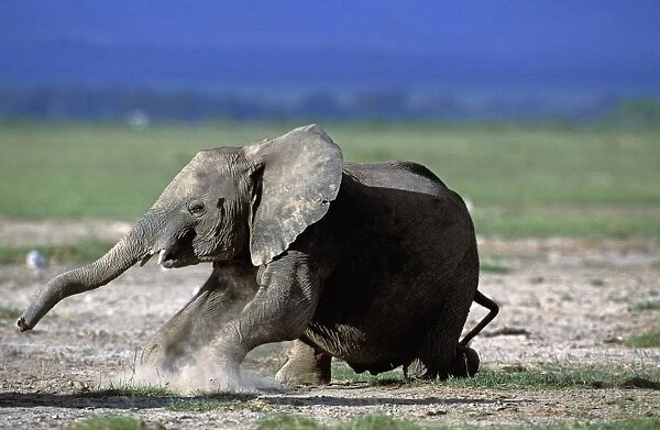 African Elephant - standing up. Amboseli National Park - Kenya - Africa