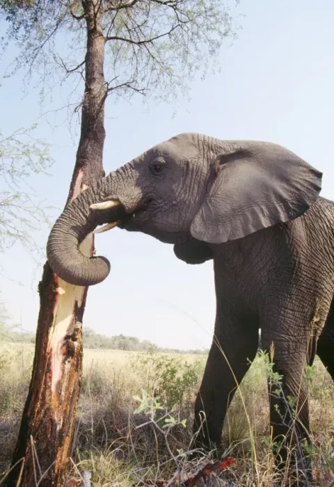 Framed Print : African Elephant - stripping bark Botswana, Africa Framed Print : African Elephant - stripping bark Botswana, Africa